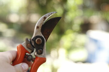 pruning a tree
