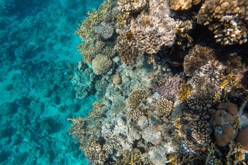 Naklejka na ściany i meble coral reef bright colored visible through azure water.