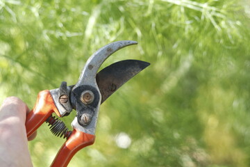 pruning shears