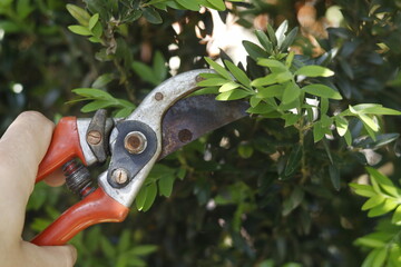 pruning a tree