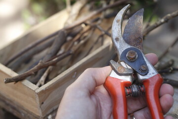 scissors cutting a tree