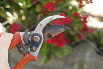 garden scissors and orange