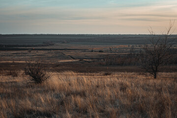 autumn landscape. Tall dry grass sways in the wind against the sky. dry trees in the field among the grass. photo against the backdrop of sunset.