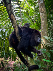 Black howler monkey and baby