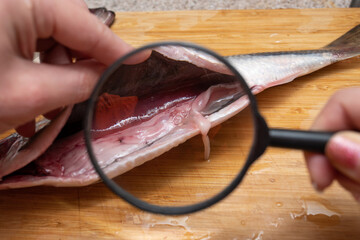 魚の内臓に寄生したアニサキスを虫眼鏡で見る