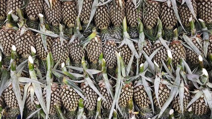 The pineapple that were placed in order.