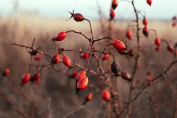 Red rose hips in the park in autumn. close-up.