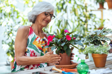 Senior woman arranging while pruning potted plants hanging at greenhouse.