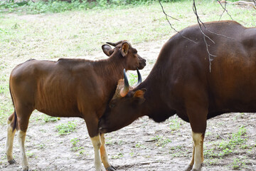 Indian Gaur with it's child