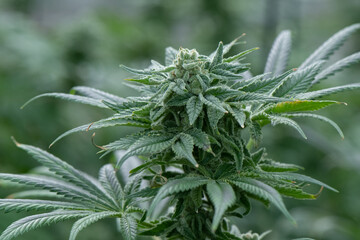 Closeup of a hemp plant