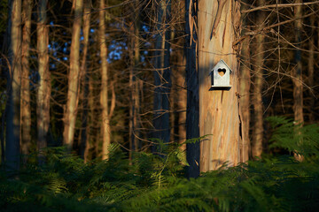Close up view of eucalyptus trunk in foreground with hanging white birdhouse. Plantation of eucalyptus for felling by the lumber industry.