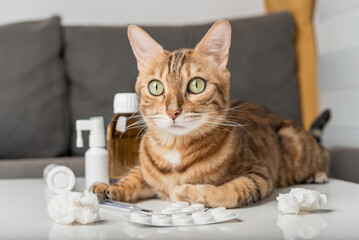 Domestic cat on the table with medicines for colds.