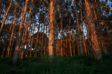 Orange color at sunset in a eucalyptus plantation. Grassland converted to plantation for logging by the timber industry in Lugo, Spain.