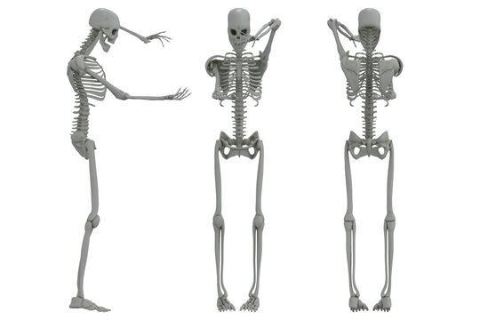 skeletones