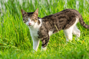 Naklejka na ściany i meble black white cat walk on green grass