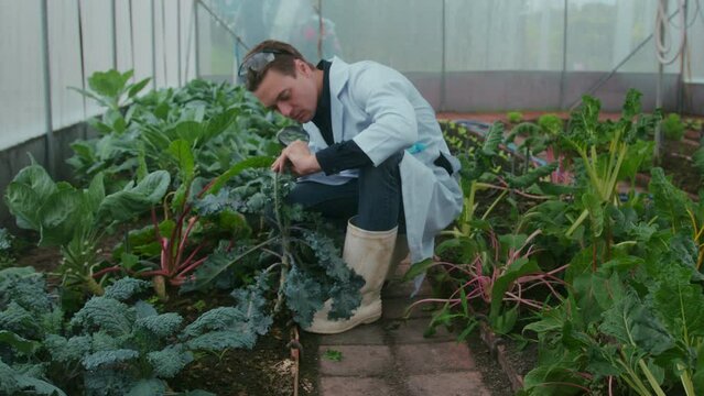 A scientist man is analyzing organic vegetables plants in greenhouse , concept of agricultural technology