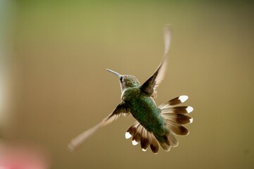 Fototapeta premium Macro of a little ruby-throated hummingbird (Archilochus colubris) during its flight