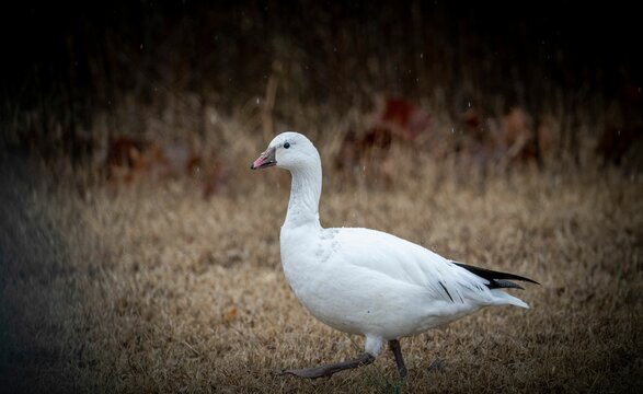 Ground-level closeup of a snow goose (Anser caerulescens) walking on dried grass