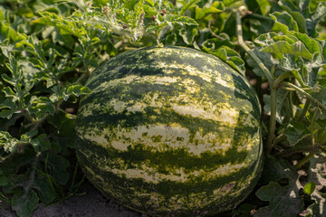 a large watermelon grows on the ground