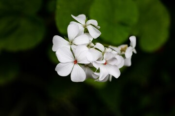 White flower blossoms