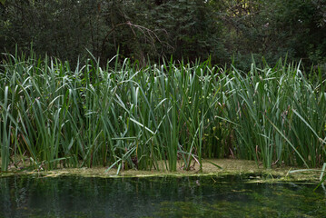 Fototapeta na wymiar Texture, reeds inside a blue water lake