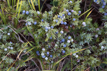Juniper berries detail, green italian forest