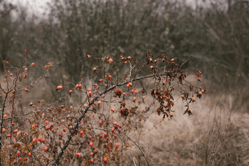 rosehip berries on a branch in autumn/