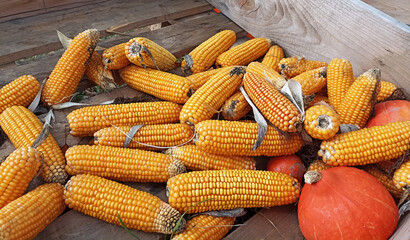 The picture shows a cart with pumpkins and corn in Lower Bavaria.