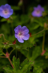 Lilac flower.Himalayan geranium.Close-up.Backgrounds and textures.
The Himalayan species is an unpretentious and very hardy plant. It covers the earth, forming a sea of ​​blue and purple flowers.