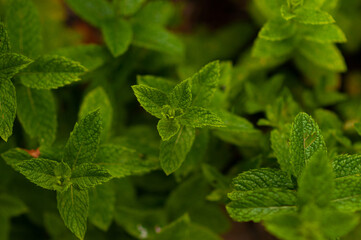 Mint leaves on a dark background.Mint in the garden close-up,close up of fresh mint