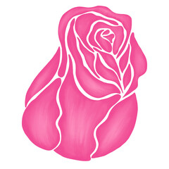 pink rose flower illustration