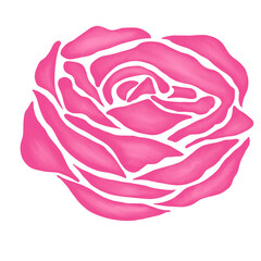 pink rose flower illustration