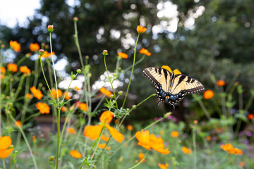 swallowtail butterfly on orange cosmos