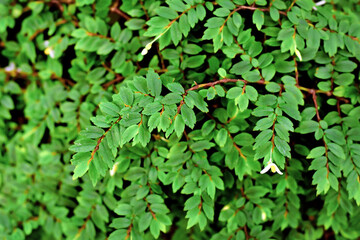 Fototapeta premium Shrublike 'Begonia Foliosa' plant with glossy oval green leaves