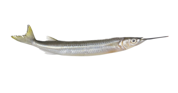Sea-needle or halfbeak fish isolated on white background	