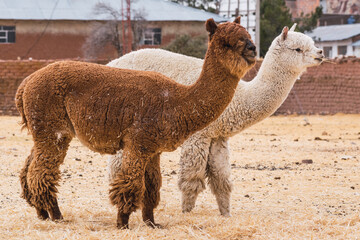 alpacas of white and brown color grazing on a sunny day surrounded by yellow vegetation in the...