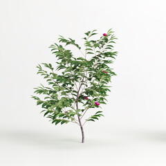 3d illustration of camellia sasanqua isolated on white background