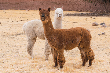 alpacas of white and brown color grazing on a sunny day surrounded by yellow vegetation in the...