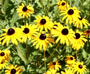 A close view of the yellow flowers in the garden.