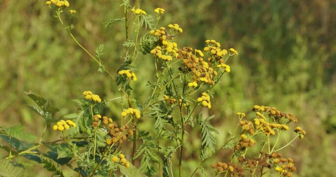 Flowers of the tansy (Tanacetum vulgare)