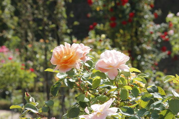 Jardin botanique