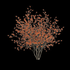 3d illustration of hamamelis x intermedia tree isolated on black background