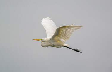 Great White Egret in flight  against a grey sky