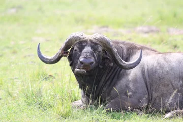 Stickers pour porte Parc national du Cap Le Grand, Australie occidentale An old cape buffalo resting anf chewing