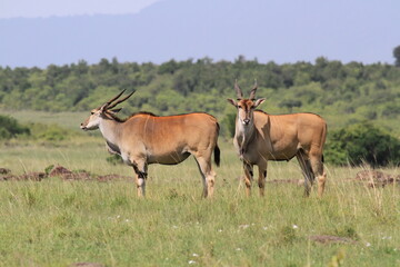 Naklejka na ściany i meble Two male eland antelope in savanna watching around
