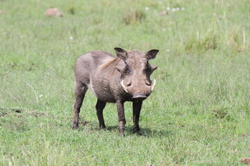 Common warthog in the wild looking into camera