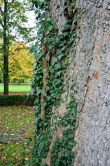 A tree trunk with ivy in an autumn forest