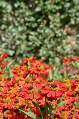 Obraz premium Red and yellow helenium flowers (Sneezeweed) in front of a green wall