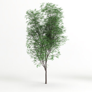 3d illustration of handroanthus impetiginosu tree isolated on white background
