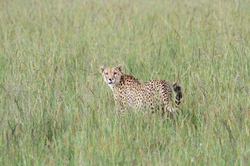 Naklejka premium Female cheetah stalking an impala in high grass